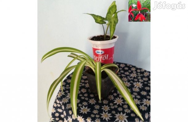 Fiatal, légtisztító levéldísznövények