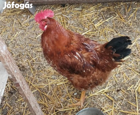 Fiatal aktív kakas eladó 