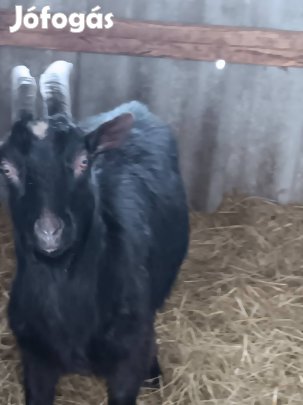 Fiatal bak kecske eladó 