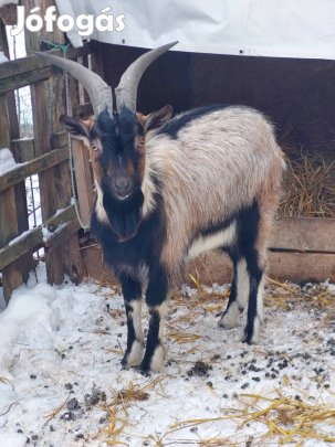 Fiatal bak kecske eladó továbbtartásra!!! 