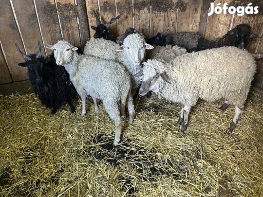 Fiatal birkák eladók