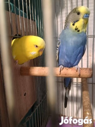 Fiatal és ivarérett hullámos papagájok eladóak