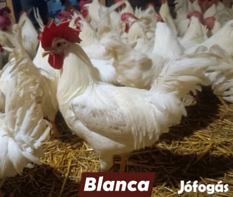 Fiatal fehér kakasok
