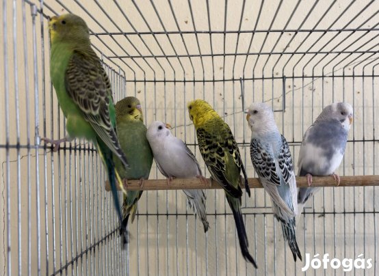 Fiatal hullámos papagájok