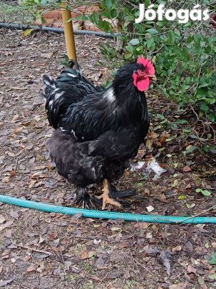 Fiatal kakas ,kakasok eladó