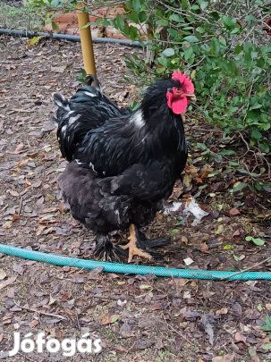 Fiatal kakas ,kakasok eladók