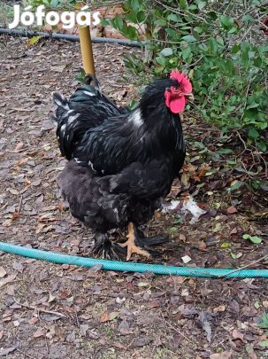 Fiatal kakas ,kakasok eladók