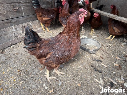 Fiatal kakas, kb. 2,5kg