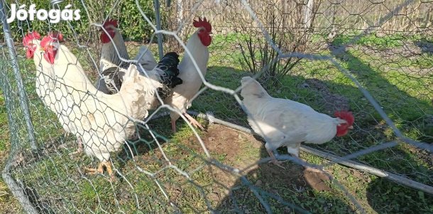 Fiatal kakasok!