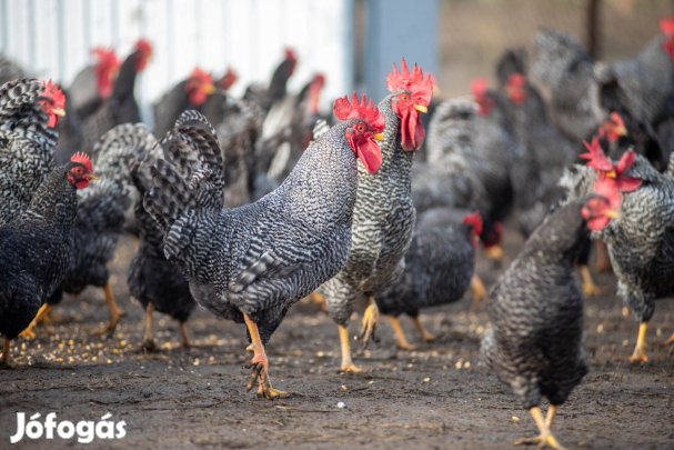 Fiatal kakasok eladók