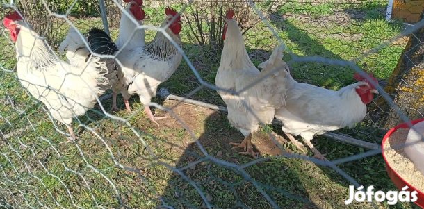 Fiatal kakasok eladók!