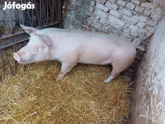 Fiatal kandisznó eladó