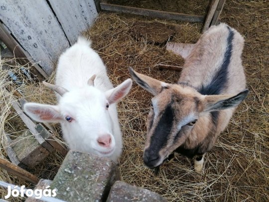 Fiatal kecske pár