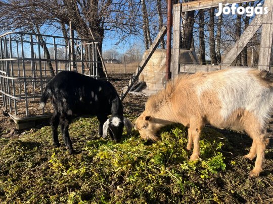 Fiatal kecskék ,núbiai, búr (párban)