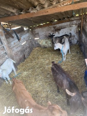 Fiatal kecskék eladók!!