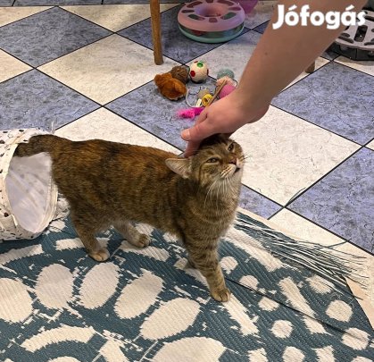 Fiatal kedves cica örökbefogadó gazdát keres ingyenesen