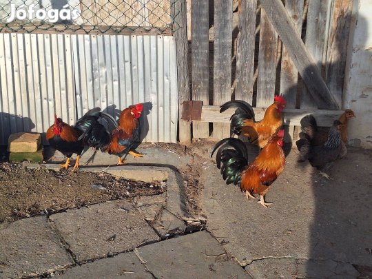Fiatal krédli kakasok eladók! 