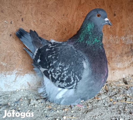 Fiatal mondain galambok eladók