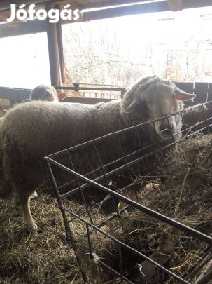 Fiatal nagy növésű kos eladó