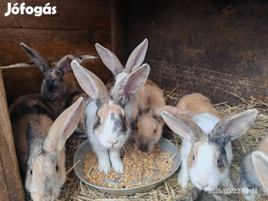 Fiatal nyulak Nemesbődön 