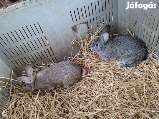 Fiatal nyúlak eladók