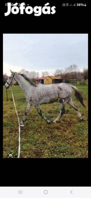 Fiatal oldenburgi hatalmas herélt eladó