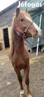 Fiatal poni koltozne!