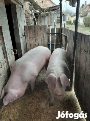 Fiatal tápmentes hízók eladók