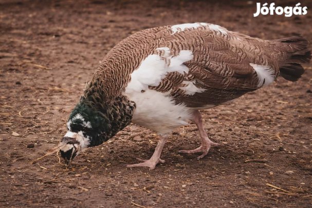 Fiatal tarka páva eladó.