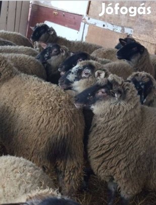 Fiatal vemhes birkák