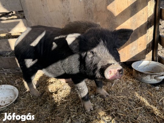 Fiatal vietnámi kan