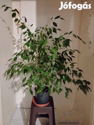 Ficus Benjamina csüngőágú 100 cm eladó