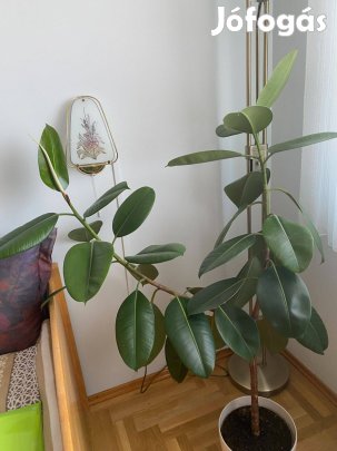 Ficus , nagyméretű