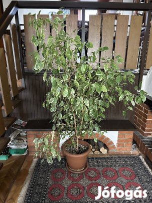 Ficus benjamina 'Variegata' (tarka benjáminfikusz)