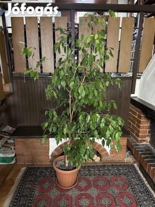 Ficus benjamina (benjáminfikusz) - nagy, fás szobanövény 