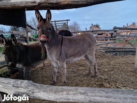Fijas szamár eladó.Csere lehehet!