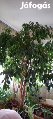Fikus benjamina "fa" keresi új otthonát
