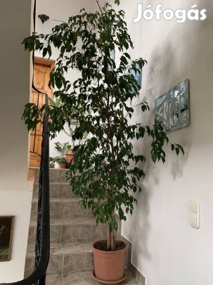 Fikusz Benjámin 30 éves