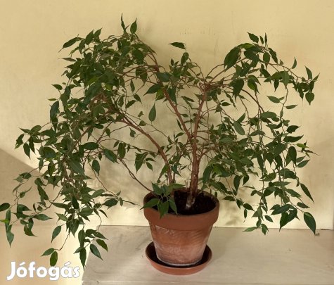 Fikusz Benjamina 'Natasja' kb 60 cm magas cseréppel