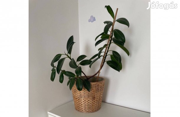 Fikusz IKEA Fridfull 24 kaspójával és Kukoricalevél IKEA Persillade 19