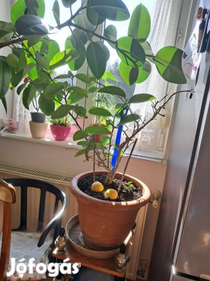 Fikusz,fikuszbenjamin,citromfa,majomkenyérfa,pálma