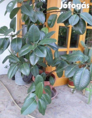Fikusz szobanövény nagy méret
