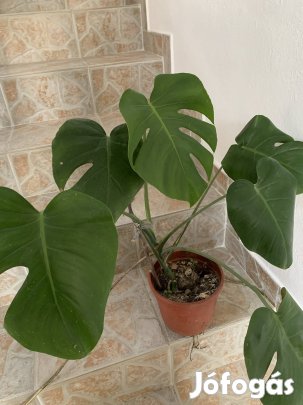 Filodendron Könnyezőpálma Monstera