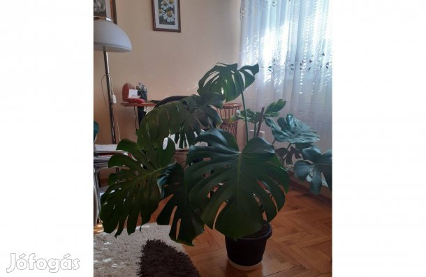 Filodendron hatalmas levelű