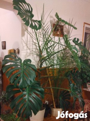 Filodendron/könnyezőpálma szobanövény
