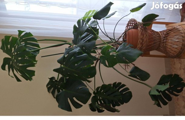 Filodendron nagy méretű szobanövény