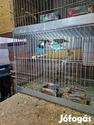 Fischer , fekete fejü törpe párok kiadóak