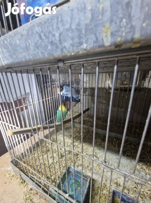 Fischer , fekete fejü törpe párok kiadóak