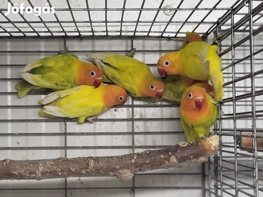 Fischer törpepapagájok (papagáj)