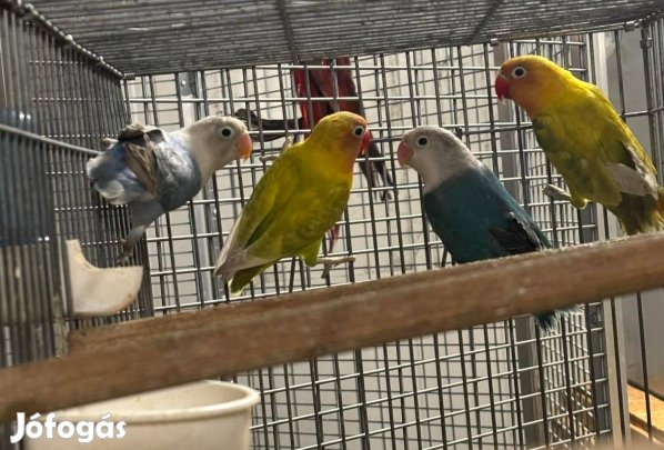 Fisher Törpepapagáj